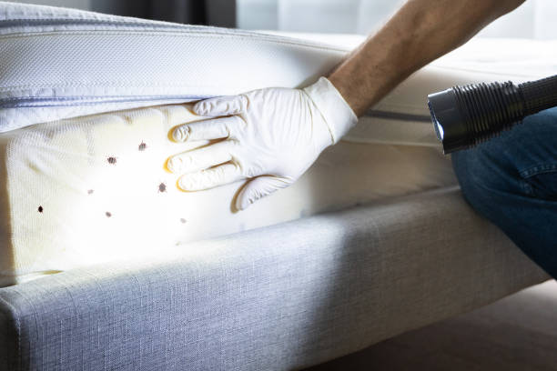 Best Mosquito Control Services  in Fort Bliss, TX
