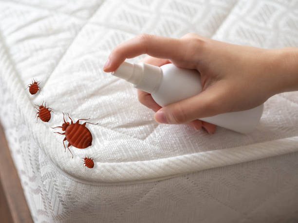 Best Ant Control Services  in Fort Bliss, TX